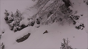 Fuchs im hohen Schnee watend